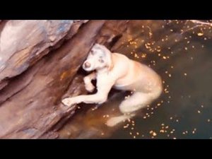 Пёс упал в колодец и держался на воде из последних сил… Но внезапно появился этот парень