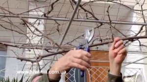 Зимняя обрезка киви/ Как растут киви я Ялте/ Купить саженцы киви/ Ялта/ Крым