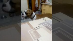 Амбуль и кошка