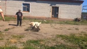 Басмач Томский