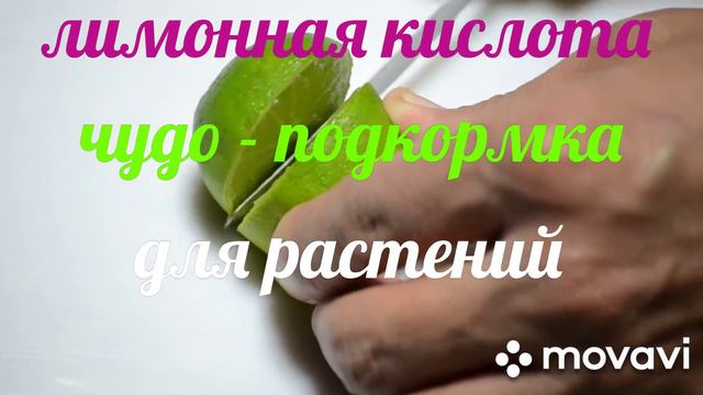 ПОДКОРМКА БЕЗ УДОБРЕНИЙ!!!Через неделю растения не узнаете.