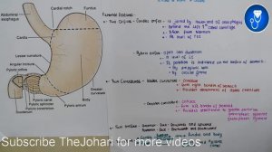 Stomach Anatomy 3D | external features of stomach anatomy | anatomy of stomach external feature