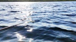 Огромная щука.В день рыбака за большой щукой  на озеро.Архангельская область.