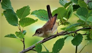 Звуки леса и красивая музыка для расслабления