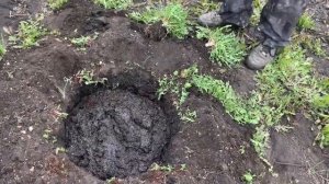 Как правильно посадить грушу весной