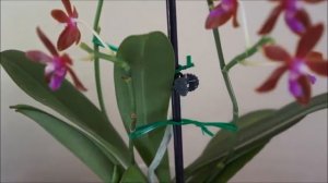 Phal bastianii Does Not Disappoint | Festive Blooms on 3 Spikes | Orchid Care Tips