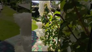 гортензия ванилла фрайз поддержка куста