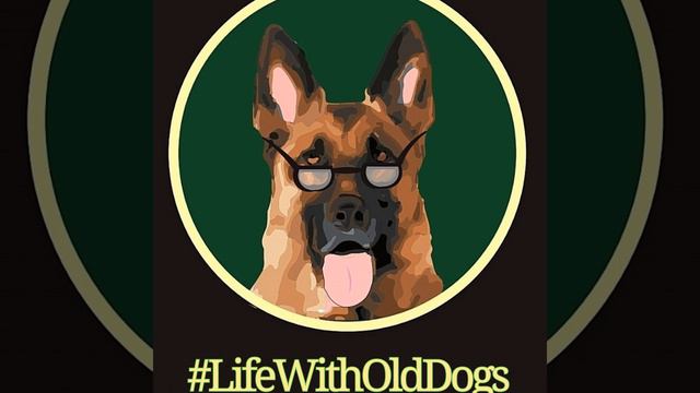 A List of the 20 Most Common Health Issues in Older German Shepherds смотреть онлайн