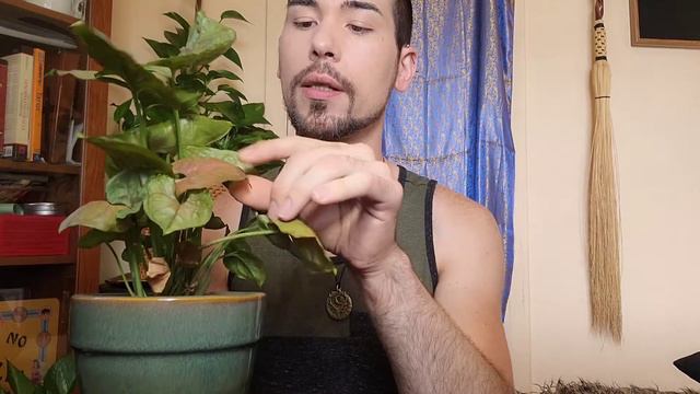 Top 5 Favorite Common Houseplants смотреть онлайн