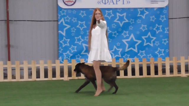Прогресс-Фристайл Рублева Наталья_ Малинуа (Бельгийская овчарка) LOVE AND SPIRIT GAMBIT смотреть онлайн
