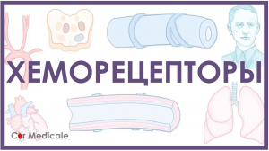 Хеморецепторы  - физиология сердечно-сосудистой системы