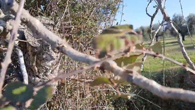 инжир атаковала колючка...... смотреть онлайн