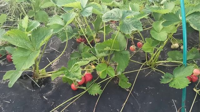 Сладкая клубника Мармалада для Подмосковья
