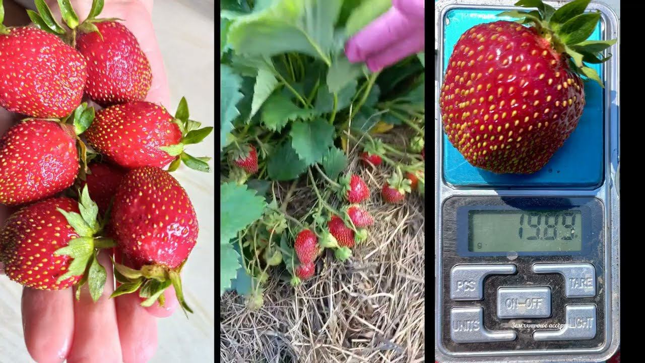 КЛУБНИКА МАРЫШКА ЭТОТ СОРТ НИКОГО НЕ ОСТАВИТ РАВНОДУШНЫМ смотреть онлайн