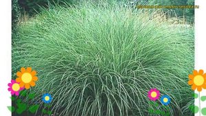 Мискантус китайский Монинг Лайт. Краткий обзор, описание miscanthus sinensis Morning Light