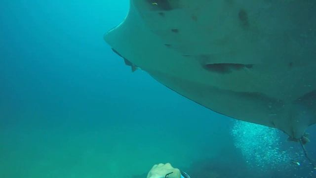 Mantas Birostris смотреть онлайн