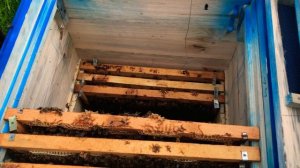 Правильный способ для поднятия пчёл во второй корпус, чтобы они его обжили.