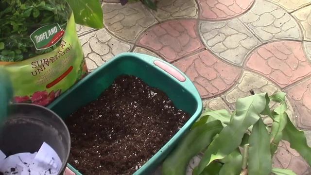 ОКСИПЕТАЛУМ! ПОДСКАЗКИ И СОВЕТЫ ЛЮБИТЕЛЕЙ РАСТЕНИЙ ПОМОГЛИ! БЛАГОДАРЮ! смотреть онлайн