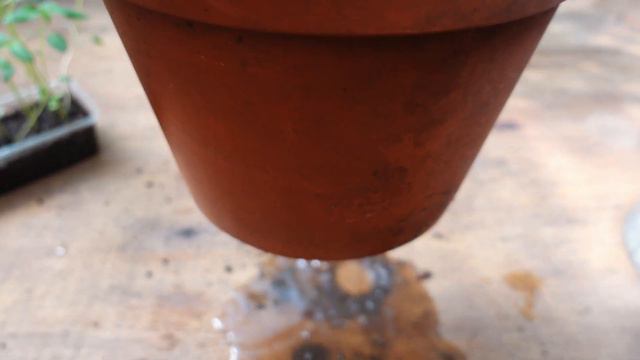 💚 Cultiva tu OMEGA 3 👉 Cómo Cultivar CHIA en Casa (en Maceta o directo en Tierra) смотреть онлайн