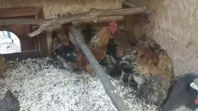 Кормушки и поилки из сантехнической трубы. Почему взорвался фонарь?...
