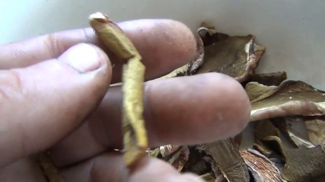 Сушка грибов Секреты и рекомендации Белый гриб сушка в духовке сушилка для грибов