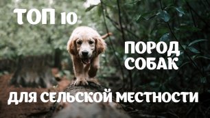 ТОП 10 Пород собак для сельской местности