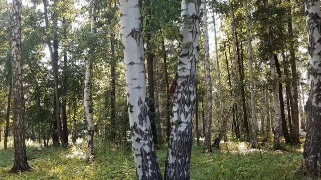 Белочка на территории санатория Юбилейный, озеро Банное