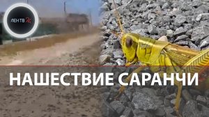 Атака саранчи на Астраханскую область | В Лимане из-за огромной стаи не видно неба