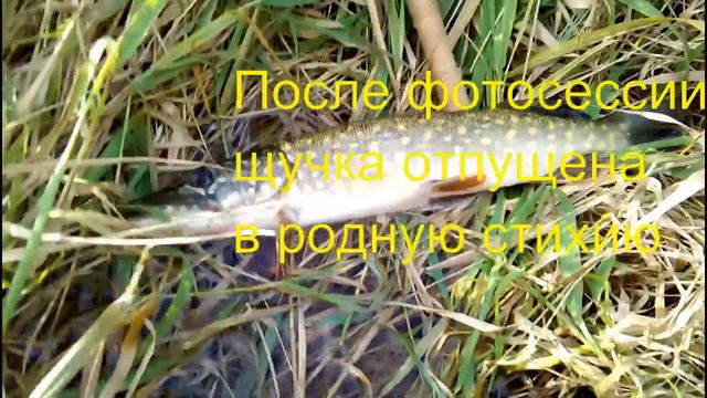 Китайский воблер творит чудеса Тестирую катушку Piscifun PERSEUS смотреть онлайн