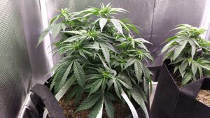 LST(low stress training) using Garden Ties and Stakes on Blue Ice & Black D.O.G.