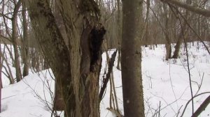 Серая ольха, дерево или кустарник!