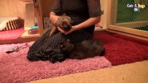 УДИВИТЕЛЬНЫЙ МИР КОШЕК - АМЕРИКАНСКАЯ БУРМА / AMERICAN BURMESE CATS