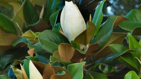 Beth Hart & Joe Bonamassa - Strange Fruit