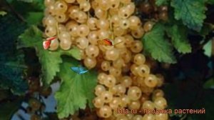 Смородина белая Бланка (ribes niveum) ? смородина Бланка обзор: как сажать саженцы смородины Бланка