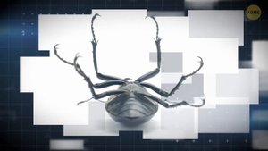 Гигантская пчела VS могучий шершень: эпическая битва века