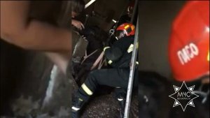 Спасатели помогли ослице, провалившейся в подвал водонапорной башни
