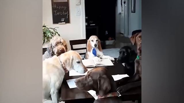 Самые смешные животные / Приколы с котами и собаками 2023 / LA #180 смотреть онлайн