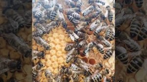 Как выглядит клещ на пчеле?