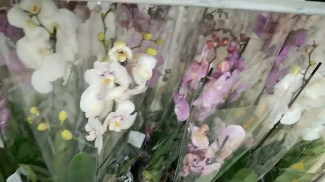 ЛЕРУА:завоз ОРХИДЕЙ за 477р.!09.07.22,ТЦ "Космопорт",Самара,ул. Дыбенко,30. смотреть онлайн