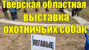 Выставка охотничьих собак. 62-я Тверская областная.