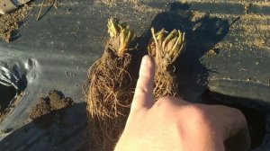 Категории Рассады фриго как отличить по категориям В, А, А+, А++