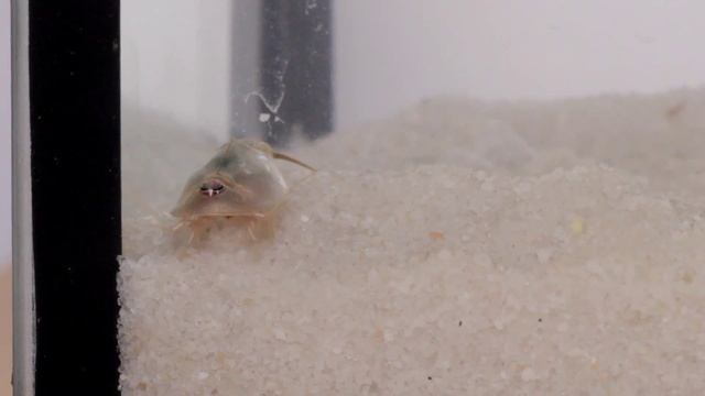 Kilka chwil z życia moich przekopnic - Triops australiensis смотреть онлайн