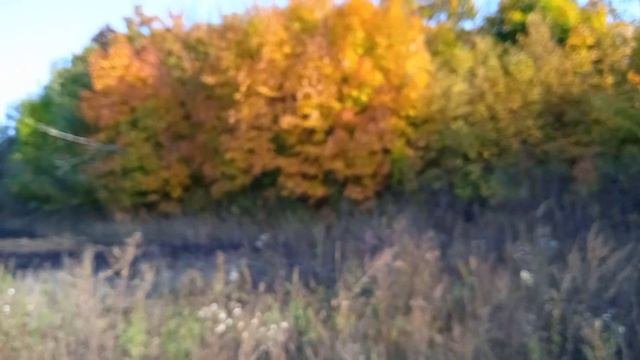 клены.... клены....