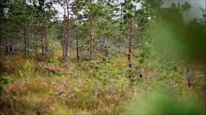 Производство торфа. Применение торфа. Как получа