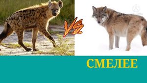 ГИЕНА VS СИБИРСКИЙ ВОЛК(???)