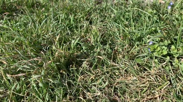 #Влог Станица наша. День добрых дел какой-то! смотреть онлайн