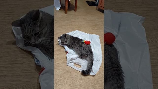 Попугай с валерьяновой попкой смотреть онлайн