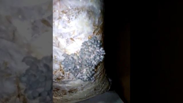 evde istiridye Mantarı yetıstirme смотреть онлайн