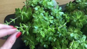 Эхеверия Многостебельная / Обрезка цветоносов