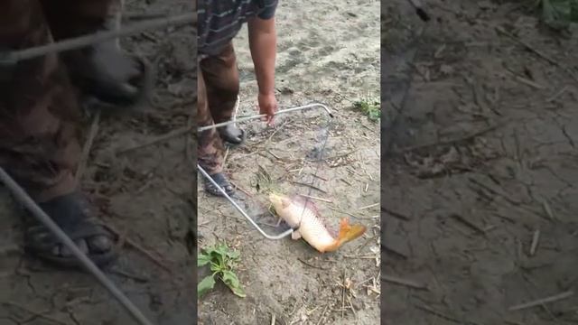река Аксай в близи Новочеркасска.Рыбалка на сазана!!!!Чисто семейный отдых.